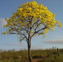 Ipê-Amarelo